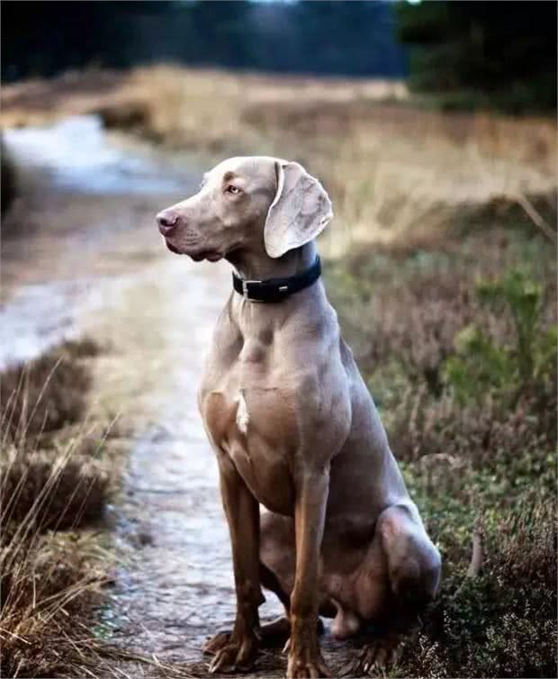 十大冷门猛犬,在中国快灭绝了!