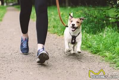 狗狗散步过度的五大警示信号:过度运动对爱犬的潜在危害