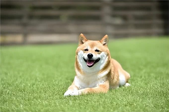 狗狗散步过度的五大警示信号:过度运动对爱犬的潜在危害