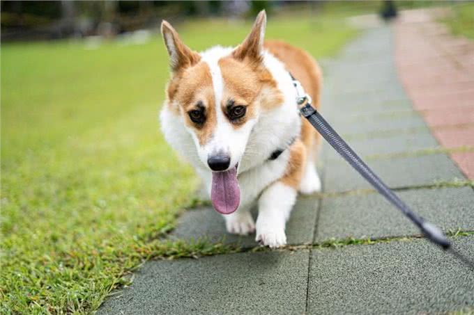 狗狗散步过度的五大警示信号:过度运动对爱犬的潜在危害