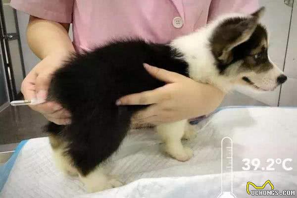 想给狗狗量体温，正确的姿势不能少!来学给狗狗测量体温的技巧!