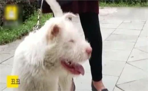 下司犬狂奔200公里找主人，这事竟是假的?到底谁认错狗了?