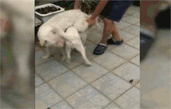 下司犬狂奔200公里找主人，这事竟是假的?到底谁认错狗了?