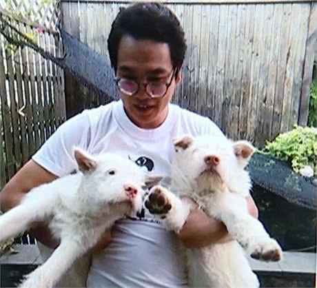 下司犬狂奔200公里找主人，这事竟是假的?到底谁认错狗了?