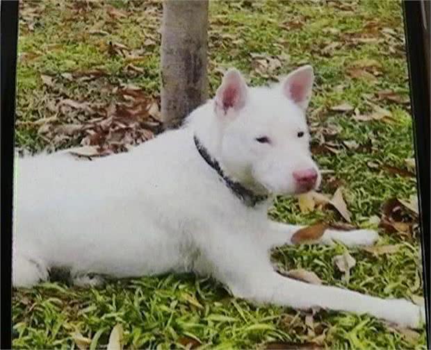 下司犬狂奔200公里找主人，这事竟是假的?到底谁认错狗了?