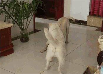 下司犬狂奔200公里找主人，这事竟是假的?到底谁认错狗了?