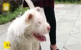 下司犬狂奔200公里找主人，这事竟是假的?到底谁认错狗了?