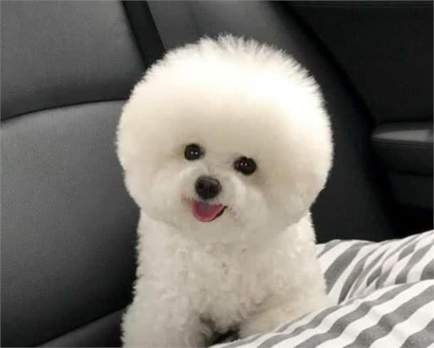 不知道比熊狗粮怎么选?只要注意好这些因素，就能选到适合的狗粮