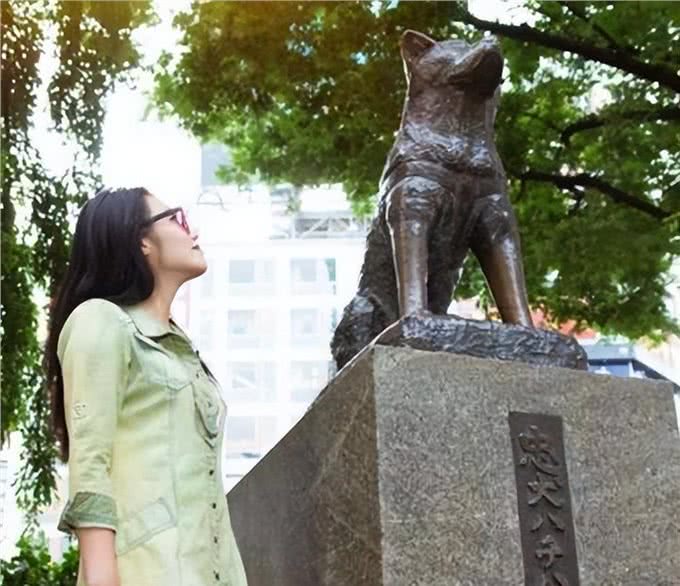史上最暖心的忠犬:主人意外去世它等候9年，至死未等到主人回来
