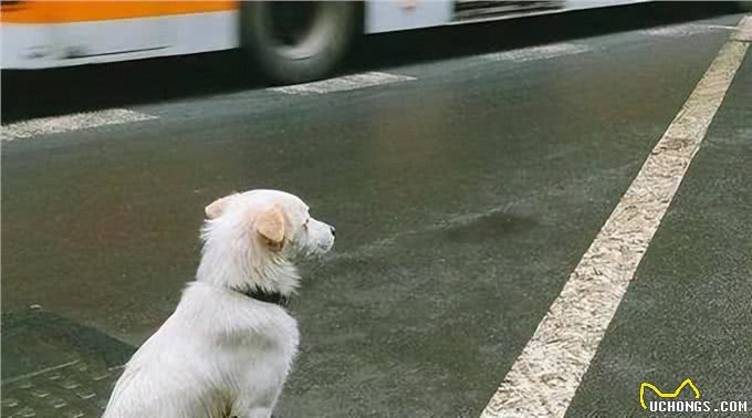 史上最暖心的忠犬:主人意外去世它等候9年，至死未等到主人回来