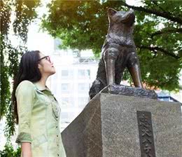 史上最暖心的忠犬:主人意外去世它等候9年，至死未等到主人回来