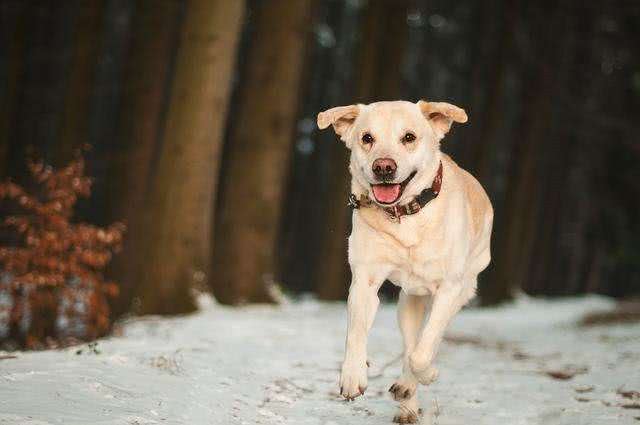 袖虎病狗攻略:犬心丝虫有多可怕?