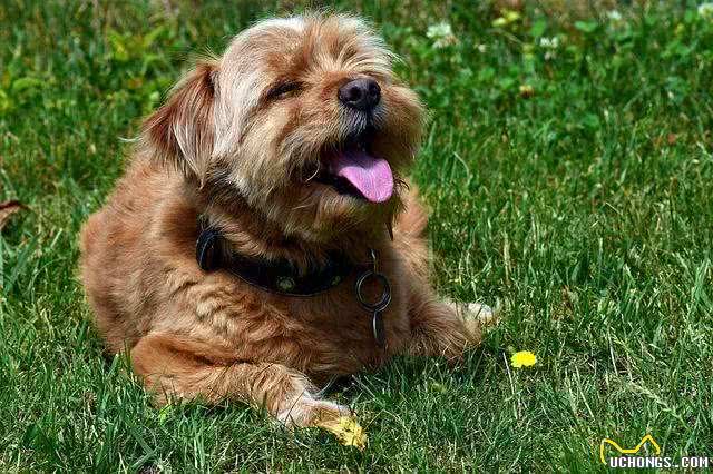 袖虎病狗攻略:犬心丝虫有多可怕?