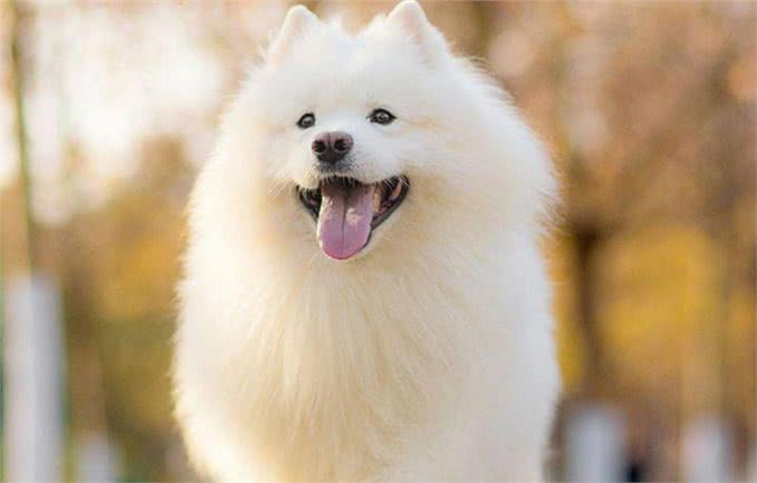 袖虎病狗攻略:犬心丝虫有多可怕?