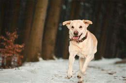 袖虎病狗攻略:犬心丝虫有多可怕?