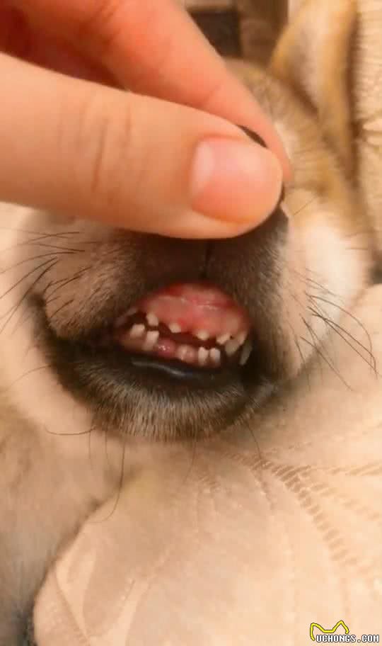 狗狗居然也有换牙期!柴犬过来给叔叔看看你的小坏牙