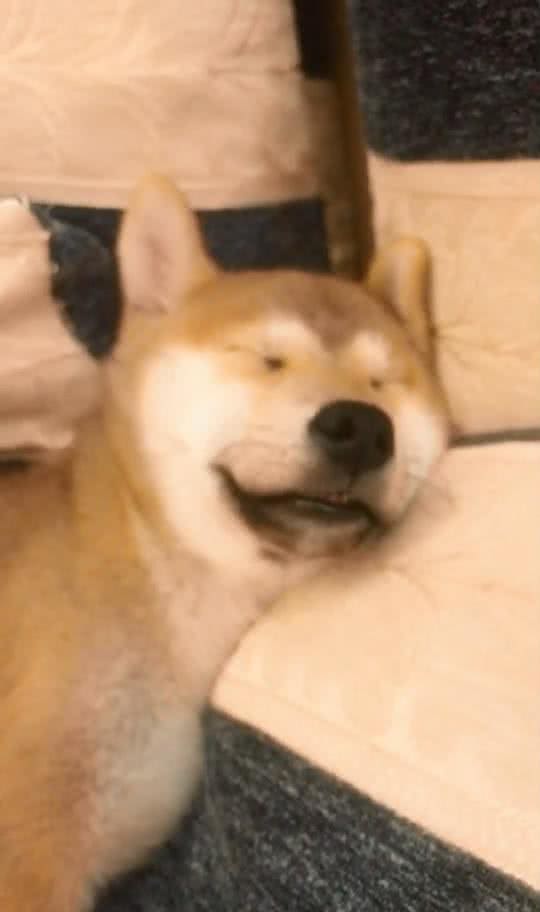 狗狗居然也有换牙期!柴犬过来给叔叔看看你的小坏牙