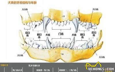 狗狗居然也有换牙期!柴犬过来给叔叔看看你的小坏牙