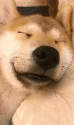 狗狗居然也有换牙期!柴犬过来给叔叔看看你的小坏牙