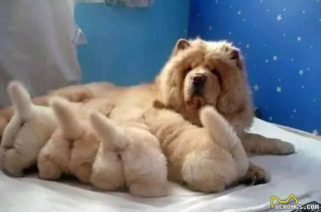 您知道幼犬多大可以离开妈妈吗?