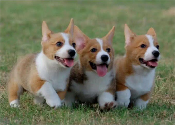 您知道幼犬多大可以离开妈妈吗?
