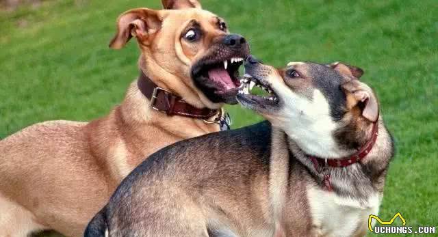 您知道幼犬多大可以离开妈妈吗?