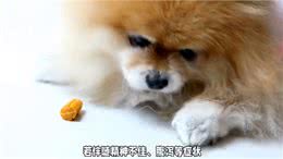 养狗经验分享，狗狗呕吐的八大常见原因，你知道吗?别慌