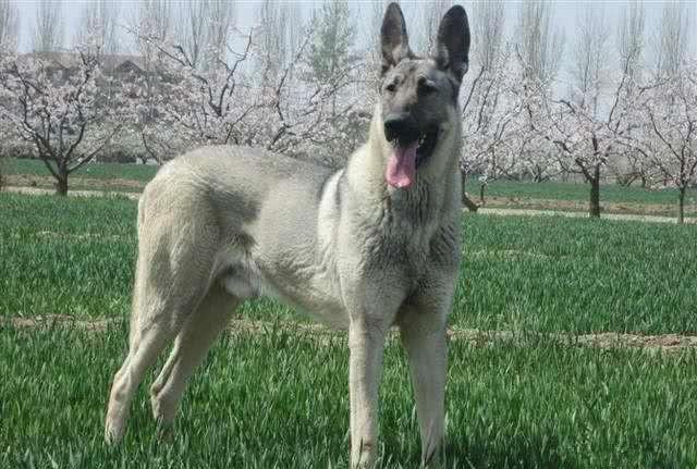 中国境内，5中最凶悍的猛犬，其中它因为太生猛，未被世界所承认