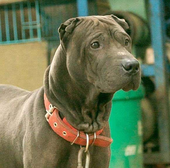 中国境内，5中最凶悍的猛犬，其中它因为太生猛，未被世界所承认