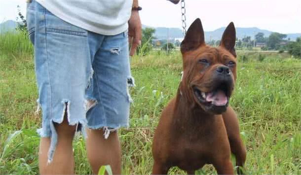 中国境内，5中最凶悍的猛犬，其中它因为太生猛，未被世界所承认