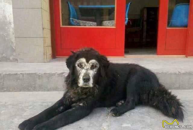 中国境内，5中最凶悍的猛犬，其中它因为太生猛，未被世界所承认