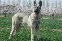 中国境内，5中最凶悍的猛犬，其中它因为太生猛，未被世界所承认