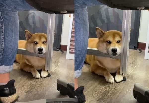 柴犬到点散步，主人却沉迷工作，它趴桌子边低吼：快出门便便了