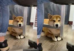 柴犬到点散步，主人却沉迷工作，它趴桌子边低吼：快出门便便了