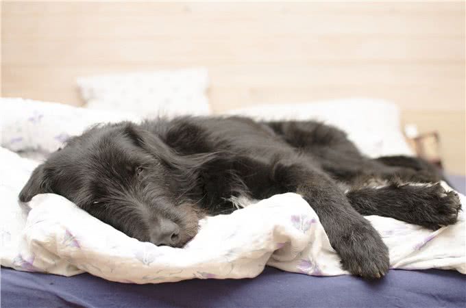 狗狗疲倦、厌食?可能是发烧的先兆，主人要帮忙降温