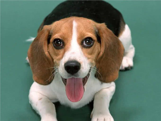 告诉你一个秘密：养狗，最好别养比格犬