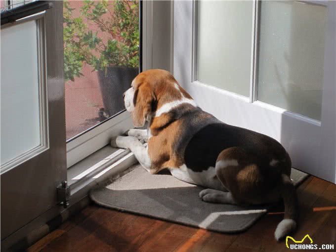 告诉你一个秘密：养狗，最好别养比格犬