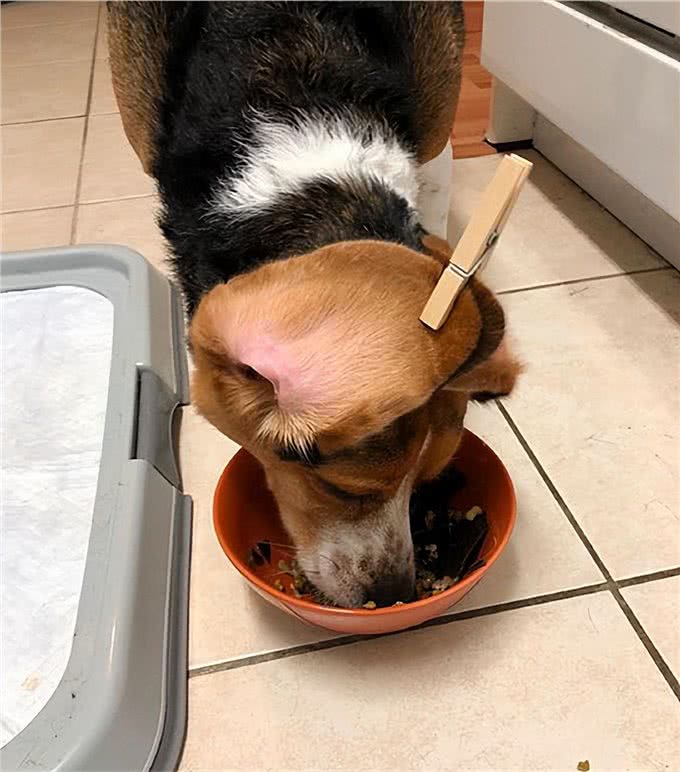 告诉你一个秘密：养狗，最好别养比格犬