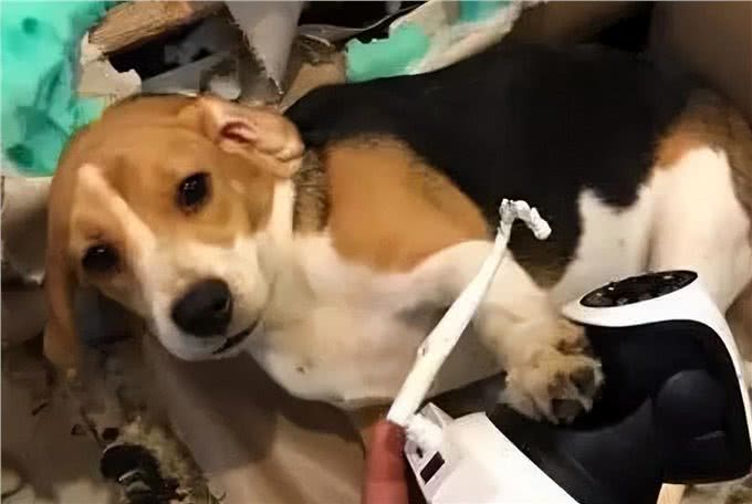 告诉你一个秘密：养狗，最好别养比格犬
