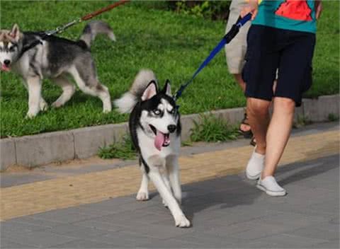 铲屎官推荐:这几种狗性格很温顺，适合家养