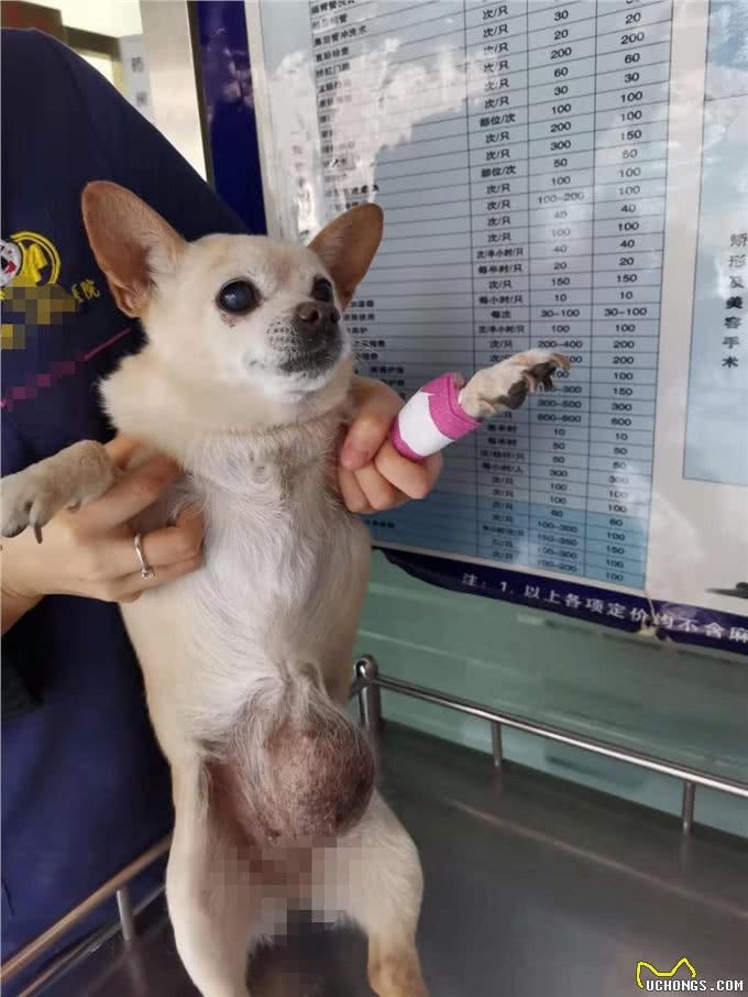 狗狗肚子上起了个包越来越大，主人找宠物医生看看是不是肿瘤
