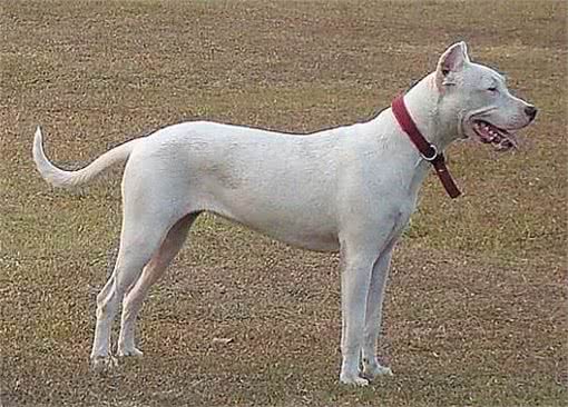 咬合力最强不输灰熊最霸气狗狗:阿根廷敖犬头骨最坚硬