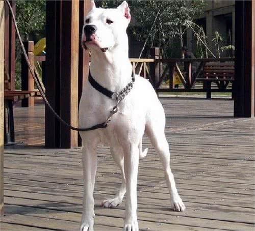 咬合力最强不输灰熊最霸气狗狗:阿根廷敖犬头骨最坚硬