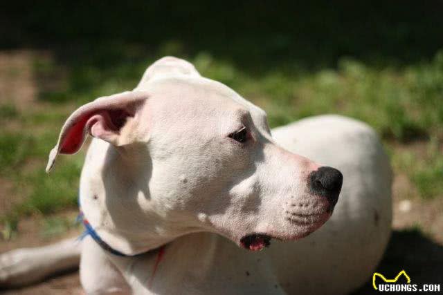 咬合力最强不输灰熊最霸气狗狗:阿根廷敖犬头骨最坚硬