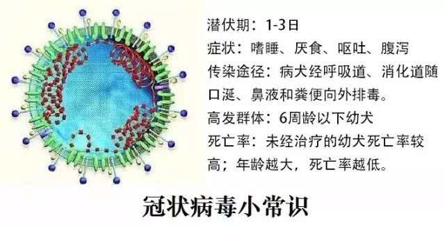它是犬冠状病毒!养宠不可不知的传染病毒