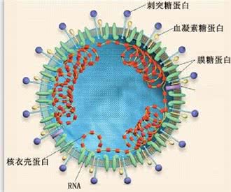 它是犬冠状病毒!养宠不可不知的传染病毒