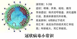 它是犬冠状病毒!养宠不可不知的传染病毒