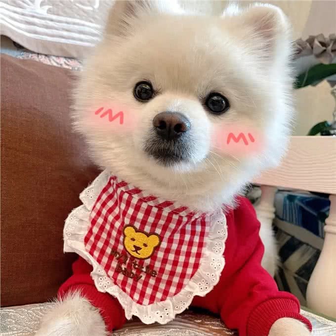 宠物狗肠胃不好!你会怎么办?