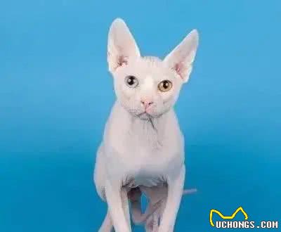 向往优宠_宠物告诉你，柯尼斯卷毛猫好养吗?哪种猫最好养