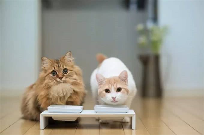 狗狗需要的营养成分与热量